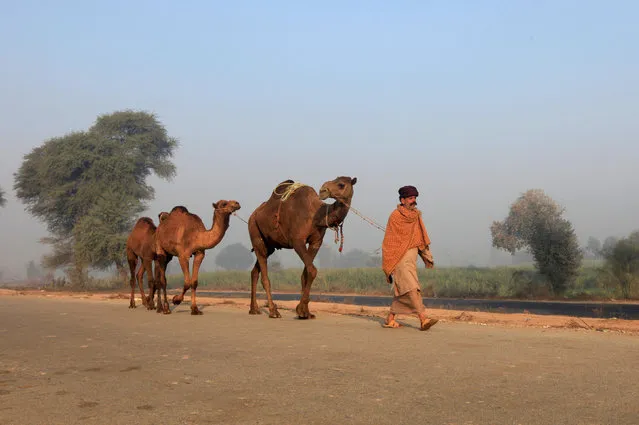 A caretaker leads camels on a road outside Faisalabad, Pakistan December 18, 2016. (Photo by Fayaz Aziz/Reuters)