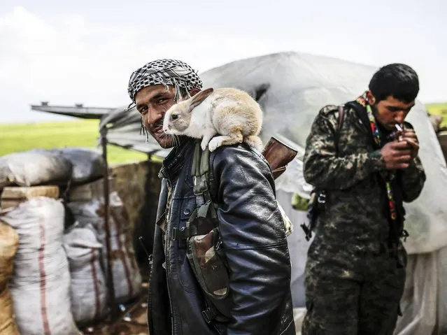A Kurdish fighter poses with a rabbit on the outskirts of the Syrian town of Kobane, also known as Ain al-Arab, on March 30, 2015. Islamic State (IS) fighters were driven out of Kobane on January 26, by Kurdish and allied forces. (Photo by Yasin Akgul/AFP Photo)