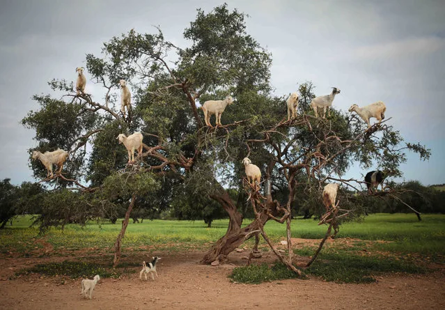 Tree-climbing goats feed on an Argania Spinosa, known as an Argan tree, in Essaouira, southwestern Morocco, Wednesday, April 4, 2018. By eating the fruit and spitting out the seeds, the goats help in the process of manufacturing Argan oil. (Photo by Mosa'ab Elshamy/AP Photo)