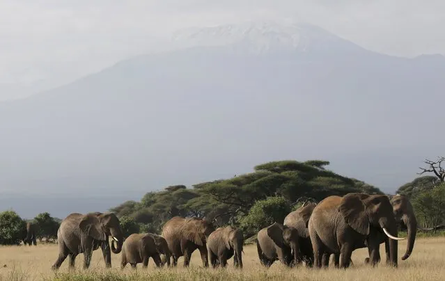 Kilimanjaro is seen behind elephants in Amboseli National park , Kenya, February 12, 2016. (Photo by Goran Tomasevic/Reuters)