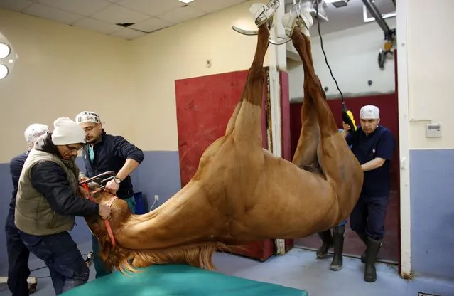 A racehorse is hoisted up before its operation at Veliefendi equine hospital in Istanbul March 3, 2015. (Photo by Murad Sezer/Reuters)
