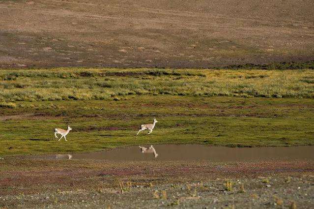 Tibetan gazelles near the Zhari Namco Lake in Ali, in Tibet. (Photo by Xinhua News Agency/Barcroft Images)