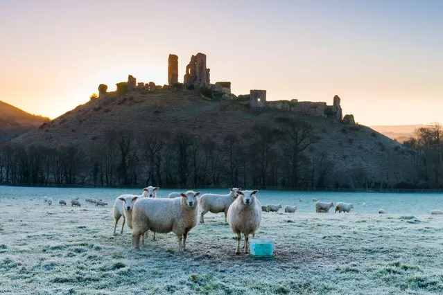 Sheep in a frost covered field at Corfe Castle in Dorset, England on January 19, 2020. (Photo by Alamy Live News)