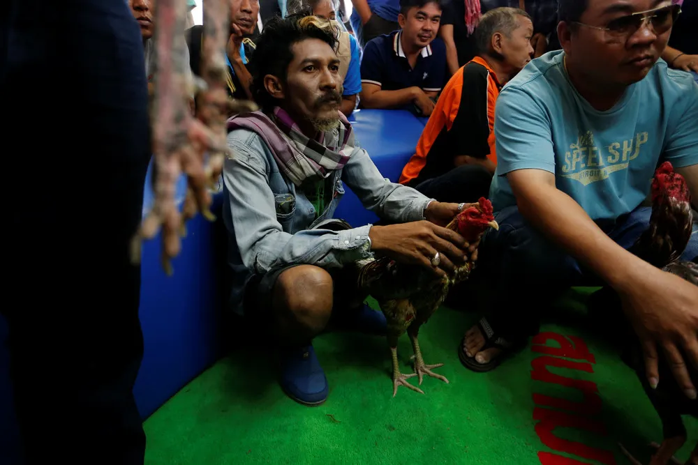 Cockfighters Reap Year of Rooster Bonus in Thailand