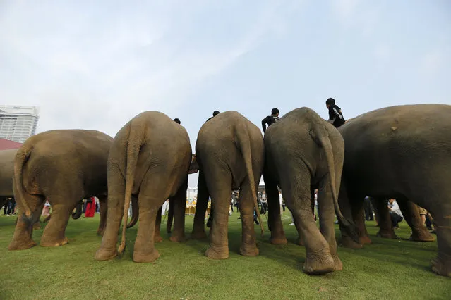 Elephants parade during the opening ceremony of the annual charity King's Cup Elephant Polo Tournament at a riverside resort in Bangkok, Thailand March 10, 2016. (Photo by Jorge Silva/Reuters)