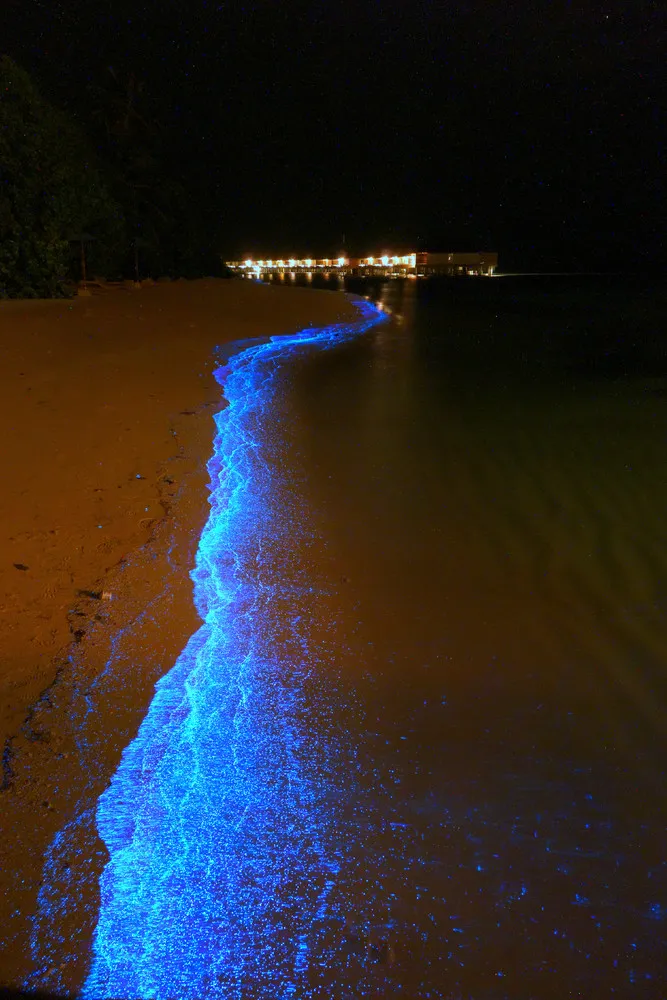 Bioluminescent Plankton Create Carpet of Stars on Maldives Beach