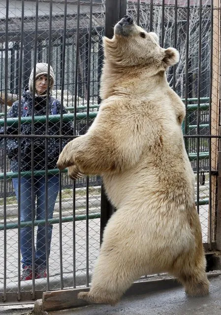 Pamir, an eight-year-old Tien Shan White Claw bear, reacts inside an open-air cage at the Royev Ruchey Zoo on the suburbs of the Siberian city of Krasnoyarsk, Russia, April 28, 2015. (Photo by Ilya Naymushin/Reuters)