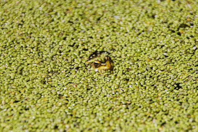 A frog is pictured in Anan Lake near Lebanon's southern city of Sidon April 9, 2014. (Photo by Ali Hashisho/Reuters)
