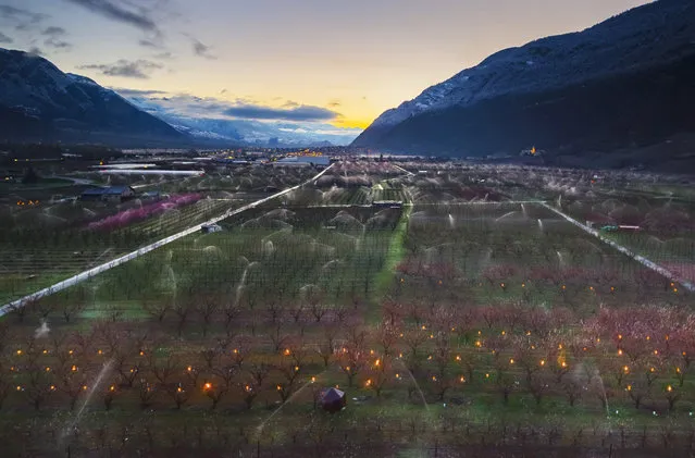 Anti-frost candles burn in apricot orchards to protect blooming buds and flowers from the frost, in the middle of the Swiss Alps, in Saxon, Canton of Valais, Switzerland, Friday, April 5, 2019. With an unusually low temperature forecast for the season, fruit growers try to protect their buds from frost damage with two different means, icy water or large candles. (Photo by Valentin Flauraud/Keystone via AP Photo)