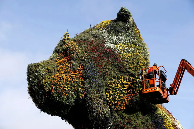A gardener places flowers on “Puppy” Guggenheim's West Highland White Terrier in Bilbao, Spain, 16 April 2019. “Puppy”, designed by US artist Jeff Koons, welcomes visitors to Bilbao's Guggenheim Museum. The exhibition “A Backward Glance: Giorgio Morandi and the Old Masters” will be open to the public from 12 April to 06 October 2019. (Photo by Luis Tejido/EPA/EFE)
