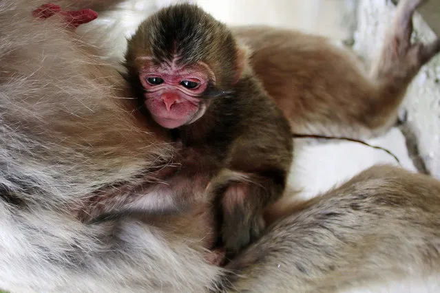 In this Wednesday, May 6, 2015 photo released by the Takasakiyama Natural Zoological Garden, a newborn baby monkey named Charlotte clings to her mother at the zoo in Oita, southern Japan. The Japanese zoo has apologized for naming the baby monkey Charlotte after the newborn British princess following complaints at home. (Photo by The Takasakiyama Natural Zoological Garden via AP Photo)