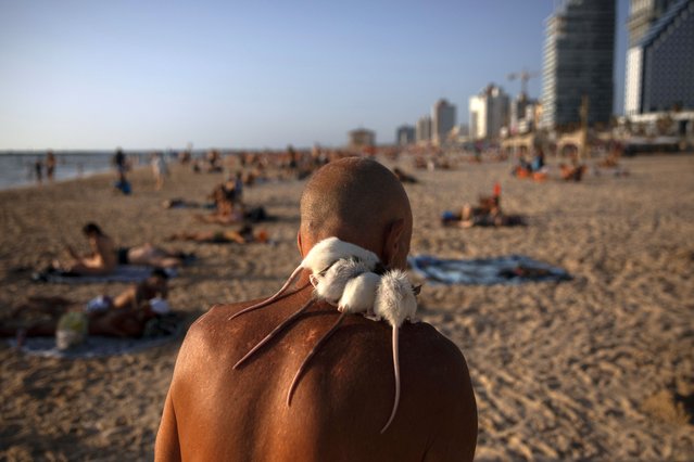 Israeli Moshe Nehoshtan, walks with his four pet rats on his shoulder in Tel Aviv's beach, Israel, Friday, June 11, 2021. (Photo by Oded Balilty/AP Photo)