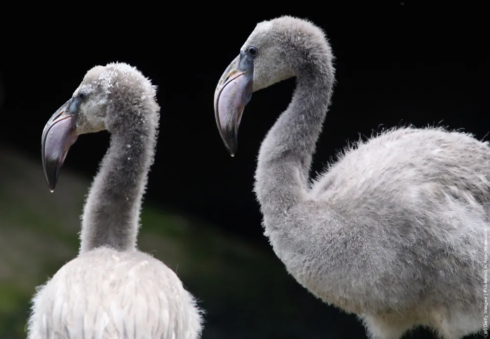 Nine Baby Flamingoes Are Born At Bristol Zoo