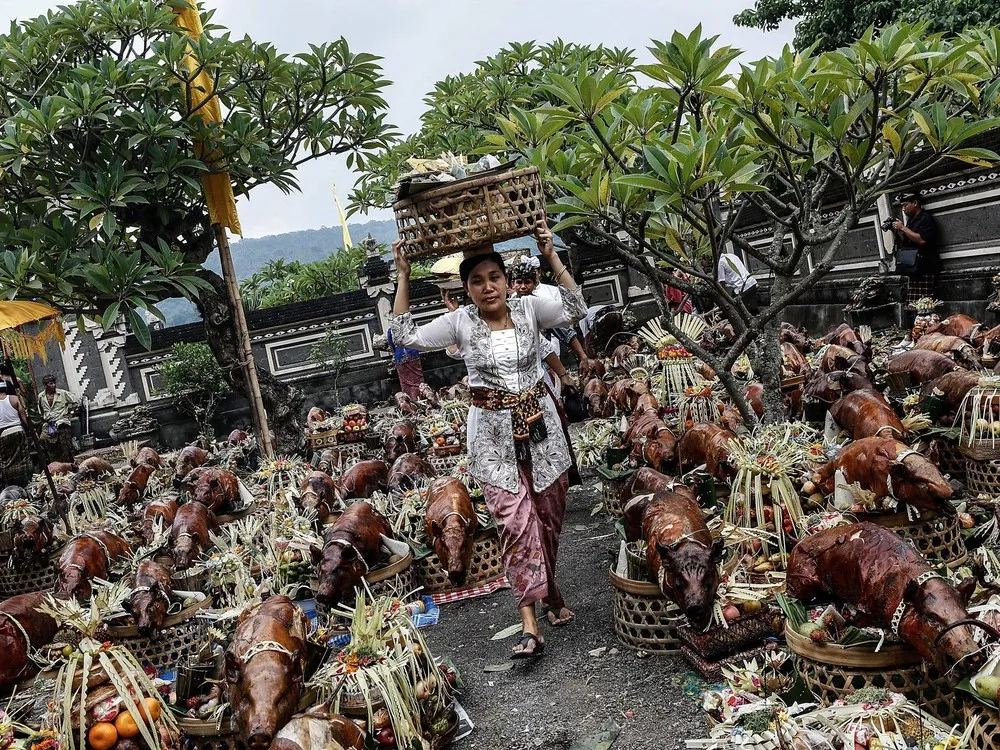 Timbrah Villages Offer Roasted Pigs to the Gods as Part of Usaba Dalem Ritual