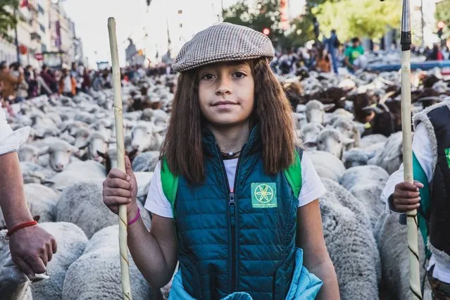 A young shepherd guides a flock of sheep passes through the streets during the Transhumance Festival on October 24, 2021 in Madrid, Spain. The Transhumance Festival is a traditional event with thousands of sheep filling the main roads of the Spanish capital. Since 1994, the event has claimed to highlight the role of transhumance, the seasonal moving of livestock between pastures, and extensive livestock farming as tools for conserving biodiversity and fighting climate change. (Photo by Aldara Zarraoa/Getty Images)