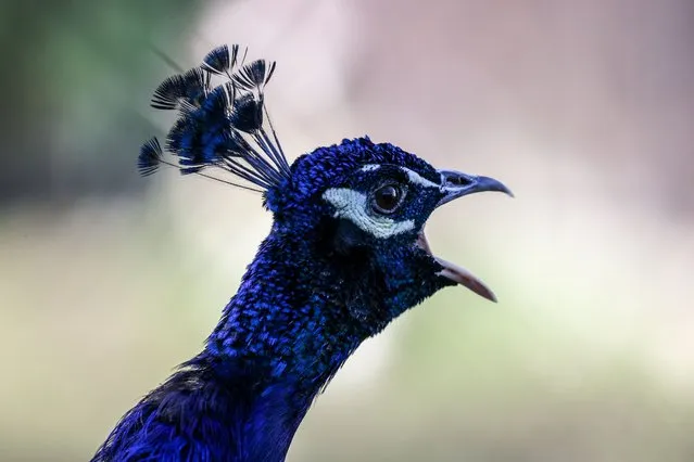 A peacock is seen in the Sochi Arboretum, Russia on November 26, 2021. (Photo by Dmitry Feoktistov/TASS)