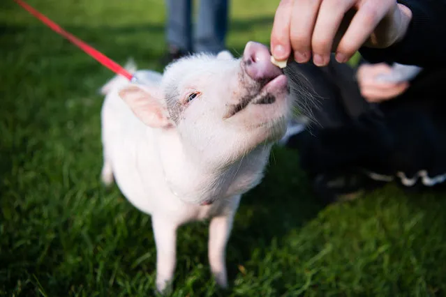 Miniature pig “Nueffel” is walked in a park in Hanover, Germany, 14 April 2016. (Photo by Sebastian Gollnow/EPA)