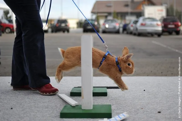 A rabbit jumps over a hurdle at an obstacle course during the first European rabbit hopping championships