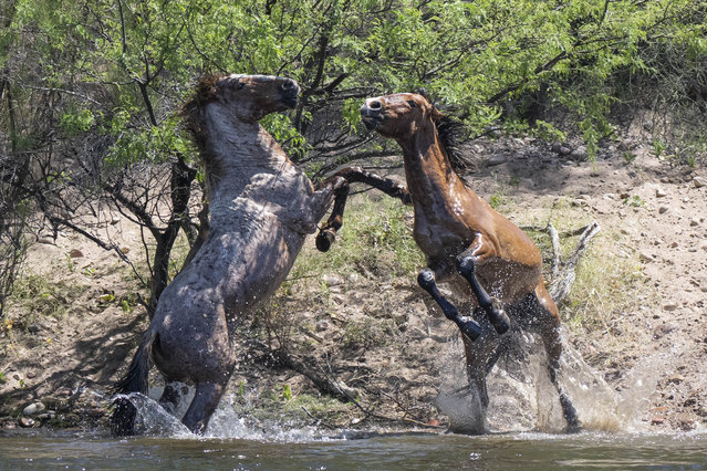 Two wild stallions come to blows in Phoenix, Arizona early May 2024. (Photo by Susan Goudge/Caters News Agency)