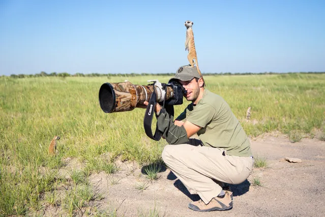Will Burrard-Lucas takes a photo while a Meerkat perches on his head on January 2014 in Makgadikgadi, Botswana. These adorable Meerkats used a photographer as a look out post before trying their hand at taking pictures. The beautiful images were caught by wildlife photographer Will Burrard-Lucas after he spent six days with the quirky new families in the Makgadikgadi region of Botswana. Will has photographed Meerkats in the past and was delighted when he realised he would be shooting new arrivals. (Photo by Will Burrard-Lucas/Barcroft Media)