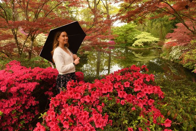 Eden Cooper in the last decade of April 2024 examines some of the 50 varieties of azalea that have begun to bloom in the Japanese-themed riverside landscape in Exbury Gardens in the New Forest. (Photo by Russell Sach/The Times)