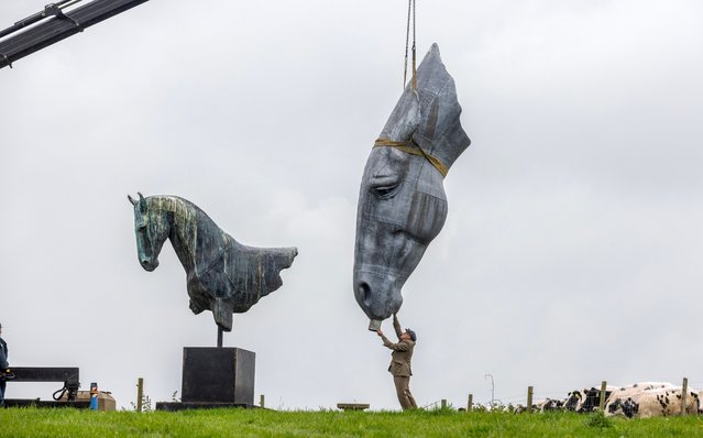 The sculptor Nic Fiddian-Green guides his one-and-a-half ton lead sculpture of a horse head onto its plinth on a hill near Oxshott in Surrey in the second decade of May 2024. The sculpture, entitled Serenity, will replace Fiddian-Green’s older sculpture, Roman Horse, and will be able to be seen by motorists on the A3. (Photo by Richard Pohle/The Times)