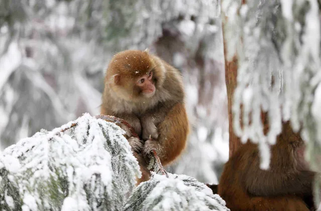 Macaques are seen amid snow at the Huangshizhai scenic area in Zhangjiajie, Central China's Hunan Province, February 8, 2022. (Photo by Xinhua News Agency/Rex Features/Shutterstock)