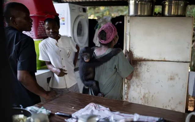 A surrogate mother carries a baby bonobo which was rescued from poachers in Lola ya Bonobo sanctuary in Kinshasa, Democratic Republic of the Congo, November 9, 2018. Many animals, including bonobo apes and pangolins, are protected by international law, but a lack of government oversight means these endangered species are regularly killed. (Photo by Thomas Nicolon/Reuters)