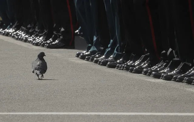 A pigeon walks in front of the ranks of soldiers during the Victory Day military parade in St. Petersburg, Russia, on Tuesday, May 9, 2017. (Photo by Dmitri Lovetsky/AP Photo)