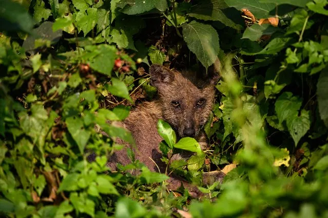 A sick golden jackal (canis aureus) is peeking out from the jungle at Tehatta, West Bengal, India on March 31, 2022. (Photo by Soumyabrata Roy/NurPhoto via Getty Images)
