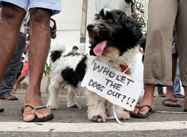 A pet carries a placard at a protest against Sri Lankan President Gotabaya Rajapaksa in a residential area after the government imposed a curfew following a clash between police and protestors near the President's residence during a protest amid the country's economic crisis, in Colombo, Sri Lanka on April 3, 2022. (Photo by Dinuka Liyanawatte/Reuters)