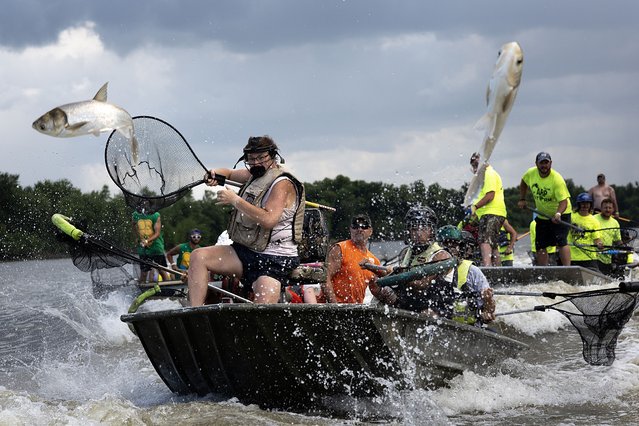 Participants attempt to catch Asian carp in nets as they compete in Betty DeFord's Original Redneck Fishin' Tournament in the Illinois River on August 03, 2024 in Bath, Illinois. The annual fishing tournament targets Asian carp (also known as copi or silver carp) which is an invasive species in the Illinois River that has been destructive to the natural ecosystem and hazardous to boaters because of the propensity of the fish to leap up to 10 feet out of the water when spooked by vibrations from boat motors. Participants in the tournament use only fish landing nets to try and catch the fish while they are airborne. Many tournament anglers wear helmets and other protective gear to help prevent injuries when they get struck by airborne fish during the contest. Proceeds from the tournament are used to help homeless veterans. The captured fish are processed into fertilizer. (Photo by Scott Olson/Getty Images)