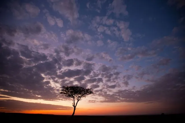 “African Fire”: Paul Goldstein's Masai Mara sunrises and sunsets. (Photo by Paul Goldstein/Rex Features)