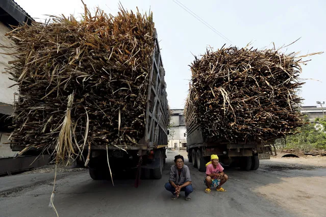 Two truck drivers wait to deliver the sugar cane harvest at a sugar mill in Pakchong district in Ratchaburi province, Thailand, March 22, 2016. (Photo by Jorge Silva/Reuters)