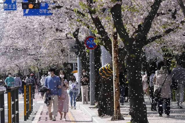 A couple wearing face masks as a precaution against the coronavirus walks under cherry blossoms in full bloom at a park in Seoul, South Korea, Monday, April 11, 2022. (Photo by Ahn Young-joon/AP Photo)