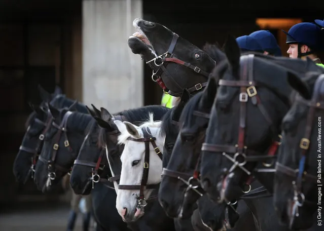 A horse of The Household Cavalry Mounted Regiment (HCMR) rears it's head during parade at Hyde Park Barracks