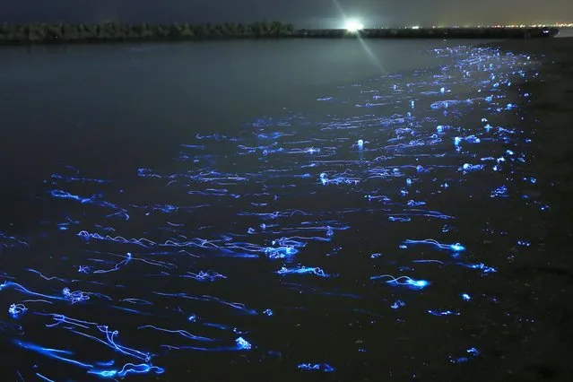 “The hotaru ika, or “firefly squid”, lives 2,000 feet down under the water. In spring, they come up near the surface to spawn, and some of them even wash up on the beaches. A school of squid glowing like jewels looks like a blue band trimming the water's edge”. – Takehito Miyatake. (Photo by Takehito Miyatake/Steven Kasher Gallery)