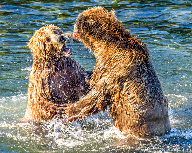 Two mother bears fight over salmon, clawing and punching each other to try and get the fish in Katmai National Park, Alaska in the second decade of August 2024. After all that, neither bear was the victor and some nearby seagulls were the lucky recipients instead. (Photo by Rich Brooks/Solent News)