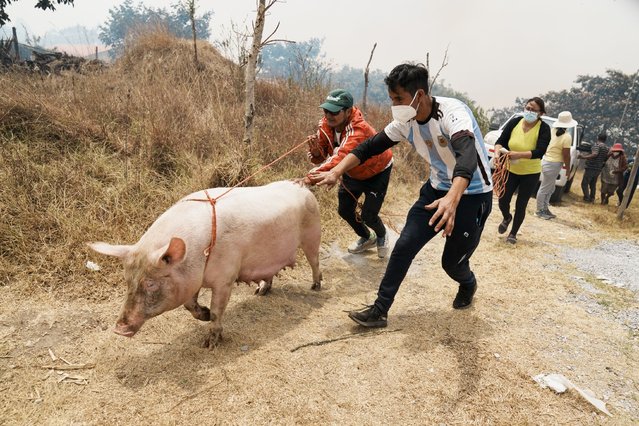 Residents herd a pig as they flee an encroaching forest fire threatening their homes in the Nayon neighborhood of Quito, Ecuador, Thursday, September 5, 2024. (Photo by Dolores Ochoa/AP Photo)