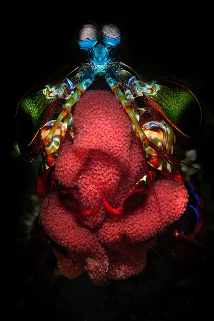 “Mantis Mom”. Aquatic Life Winner. Surrounded by black volcanic sands, a peacock mantis shrimp stands guard over her ribbon-like mass of fertilized eggs in the Lembeh Strait, Indonesia. (Photo by Filippo Borghi/BigPicture Natural World Photography Competition 2017)