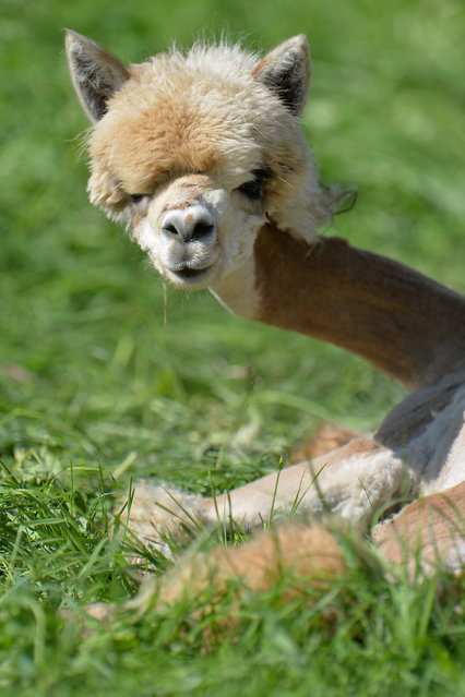 A shorn alpaca sits in grassland at Alpaca-Land farm in Unken in the Austrian province of Salzburg, Sunday July, 6, 2014. The annual shearing makes the animals more comfortable for the summer months. (Photo by Kerstin Joensson/AP Photo)