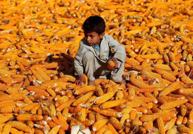 An Afghan boy sits on corn cobs after harvest in a field in Nangarhar province, Afghanistan on October 15, 2019. (Photo by Reuters/Parwiz)