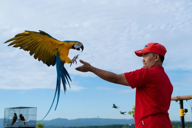 A bird enthusiast from Free Fly community catches a macaw in Kendari, Southeast Sulawesi on May 26, 2022. (Photo by Andry Denisah/AFP Photo)