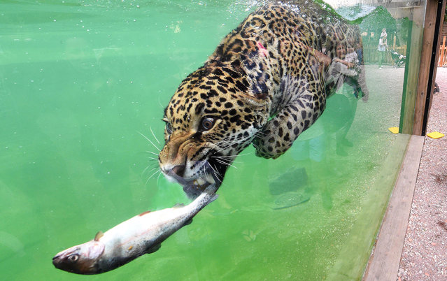 A jaguar (Panthera onca) hunts a fish as it swims in its enclosure at Pessac Zoo on the outskirts of Bordeaux on July 20, 2017. Two jaguars – “Catalina” and “Mato” two and one years old respectively – are on display at the zoo on the outskirts of Bordeaux for the first time in Europe and have an enclosure which includes a pool of some 100 cubic metres where members of the public can observe their predatory aquatic abilities. (Photo by Mehdi Fedouach/AFP Photo)