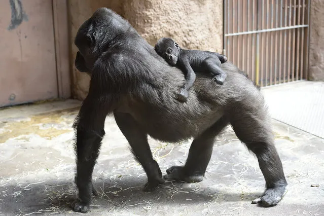 Christening of newborn gorilla Ajabu in Prague Zoo, Czech Republic, June 19, 2016. Ajabu was born unexpectedly in the Prague Zoological Garden at the end of April. Parents are female Shinda and male Richard. (Photo by Roman Vondrous/CTK via ZUMA Press)