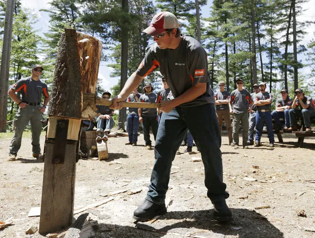 In this July 10, 2014 photo, Tommy Grunow of Riverside, Conn., peels the bark from a white pine log at the Adirondack Woodsmen's School at Paul Smith's College in Paul Smiths, N.Y. Eighteen young students in matching gray sports shirts took part recently in a weeklong crash course on old-school lumberjack skills such as sawing, chopping, ax throwing, log boom running and pole climbing. (Photo by Mike Groll/AP Photo)