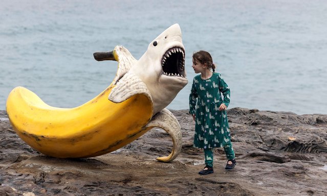 Five-year-old Jeda takes a close look at “Sharnana” by artist Drew McDonald at the Sculpture by The Sea on October 18, 2024 in Sydney, Australia. (Photo by Jessica Hromas/The Guardian)