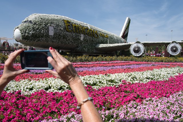 A tourist takes a picture of a mockup of an Emirates Airbus A380 jetliner made of flowers at Dubai Miracle Garden in Dubai, United Arab Emirates, Monday, February 17, 2020. The mockup A380 is covered in over 500,000 flowers and plants. (Photo by Jon Gambrell/AP Photo)