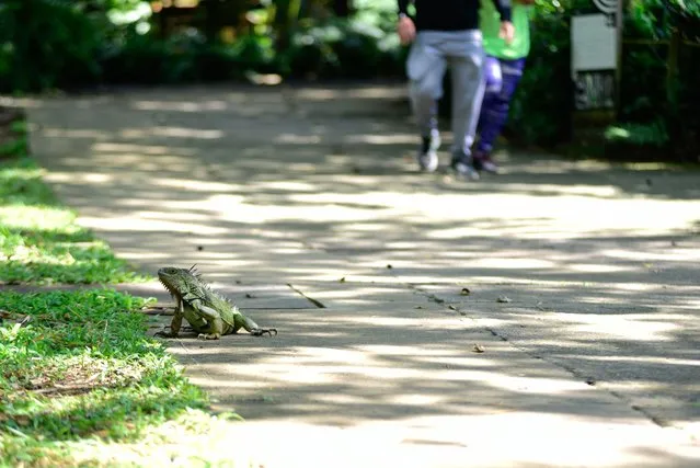 Iguanas are part of the fauna of that area of ââthe city, they usually travel with visitors to the zoo while they make the tour, in Cali, Colombia on June 15, 2022. The zoo, founded in 1969, is located in the city of Santiago de Cali, Colombia and considered one of the best in Latin America. It houses more than two thousand animals on its extensive land. The park, located within the municipal forest and on the banks of the Cali River, has around 350 animals of 233 species, including amphibians, mammals, reptiles, birds, fish and butterflies. (Photo by Edwin Rodriguez Pipicano/Anadolu Agency via Getty Images)