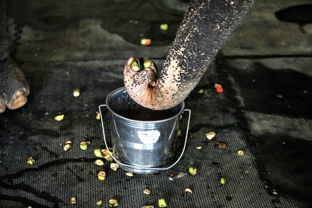 Ginger (61), a rescued blind female Asian elephant, feeds from her bucket of fruits while waiting for her medical treatment, at Wildlife SOS's Elephant Conservation and Care Centre (ECCC), ahead of “World Elephant Day”, near Mathura in Uttar Pradesh, India on August 10, 2023. World Elephant Day is observed annually on August 12 to promote awareness and conservation of elephants all over the world. (Photo by Amarjeet Kumar Singh/Anadolu Agency via Getty Images)